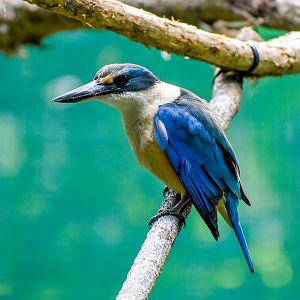 Sacred Kingfisher