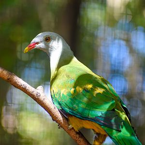Wompoo Fruit-Dove