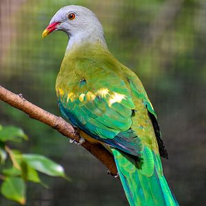 Wompoo Fruit-Dove