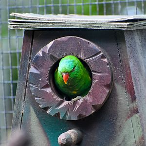 Scaly-breasted Lorikeet in Nestbox