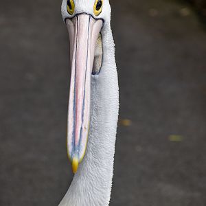 Australian Pelican
