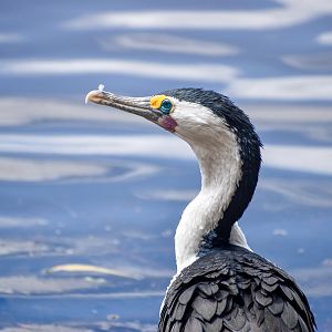 Pied Cormorant