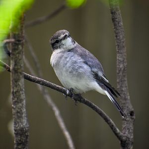 Hooded Robin