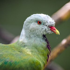 Wompoo Fruit-Dove