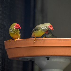 Star Finches