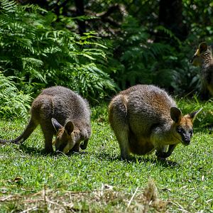 Swamp Wallaby and Joey