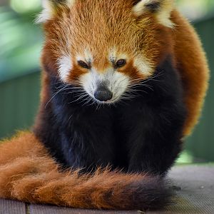 Pasang -Red Panda