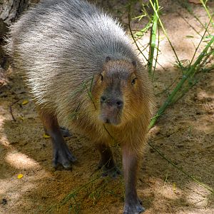 Capybara