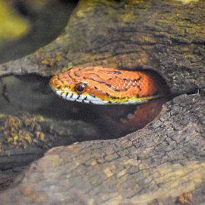 Corn Snake