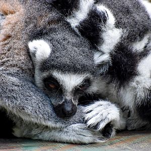 Ring-tailed Lemur