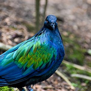 Nicobar Pigeon