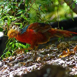 Golden Pheasant