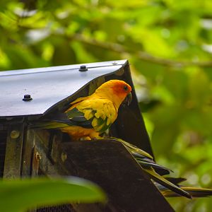 Sun Conure