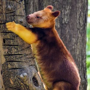 Goodfellow's Tree-kangaroo