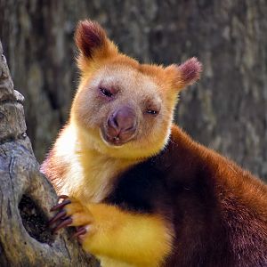 Goodfellow's Tree-kangaroo