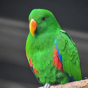 Eclectus Parrot