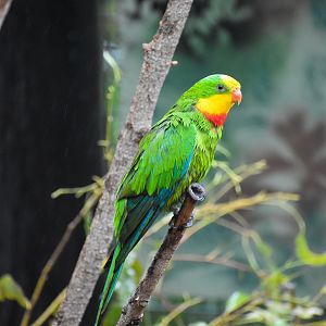 A very wet Superb Parrot