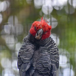 A very wet Gang-gang Cockatoo