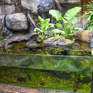 Lungfish Tank