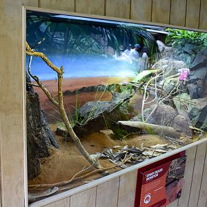 New Spiny-tailed Monitor Enclosure