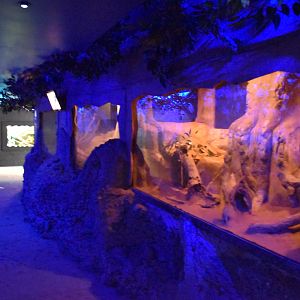 Spinifex Hopping Mice Enclosure