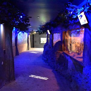 Nocturnal House Corridor