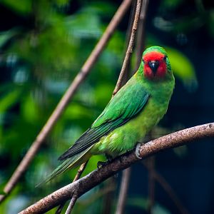Little Lorikeet