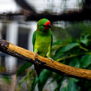 Little Lorikeet