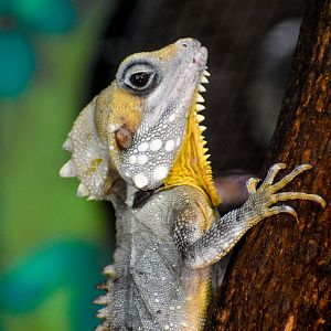 Boyd's Forest Dragon