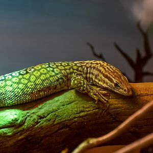 Spiny-tailed Monitor