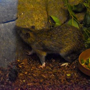 Northern Brown Bandicoot