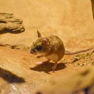 Spinifex Hopping Mouse