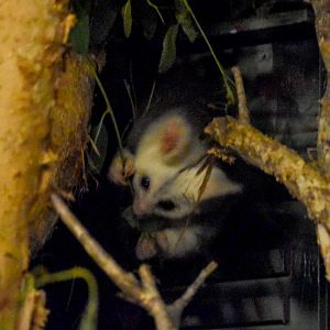Greater Glider