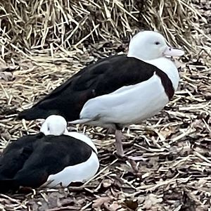 Waterfowl ID - Melsop farm park