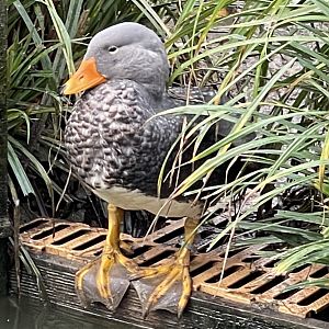 Steamerduck ID - Melsop farm park