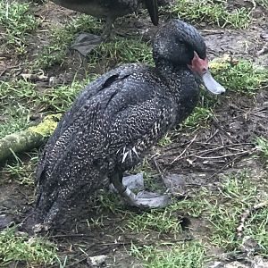 Waterfowl ID - Melsop farm park