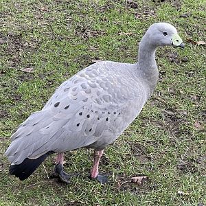 Cape barren goose - Melsop farm park