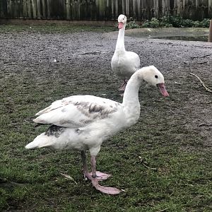 Coscoroba Swan - Melsop farm park