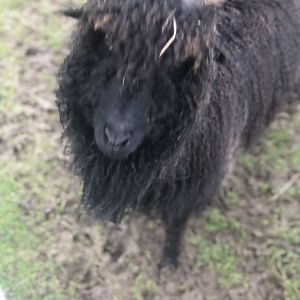 Hungarian screwhorn - Melsop farm park