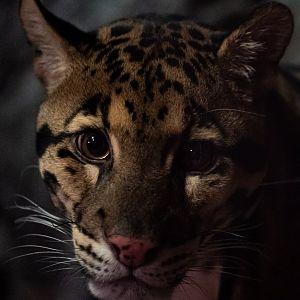 Clouded Leopard