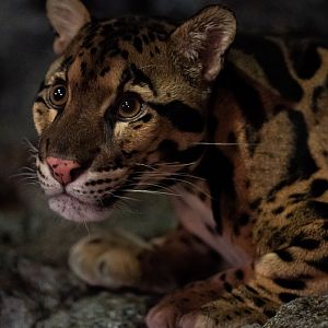 Clouded Leopard