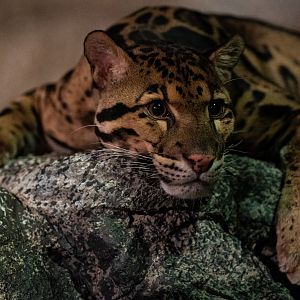 Clouded Leopard