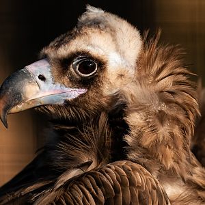 Cinereous Vulture