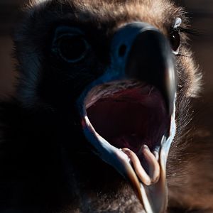 Cinereous Vulture