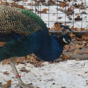 Male Indian peafowl