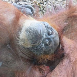 Sumatran orangutan