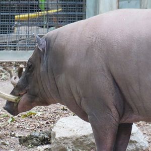 Babirusa