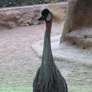 Grey crowned crane