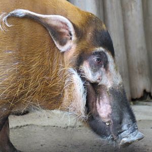 Red river hog