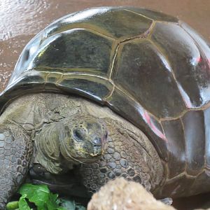 Aldabra giant tortoise